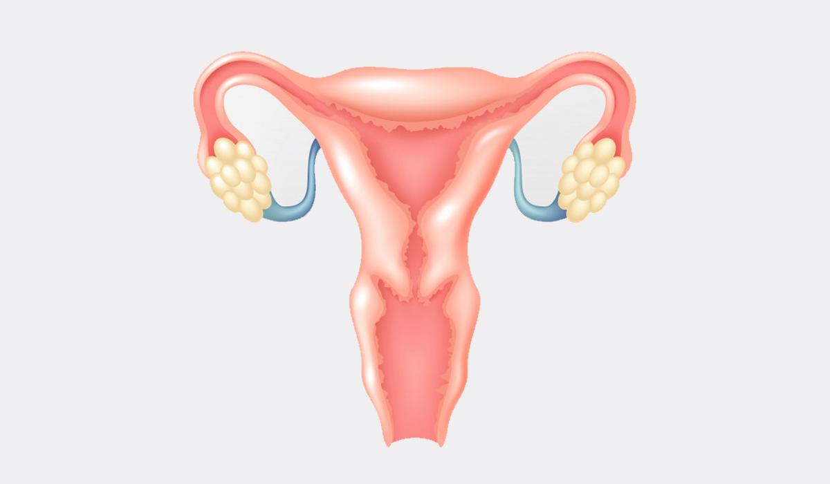 Artificial Ovaries and Fertility: What the Technology Could Mean - Cover Image